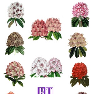 Vintage Rhododendron Collection #1 Victorian Edwardian Geburtstag Liebe Blanko Grußkarten Staffelung Danke