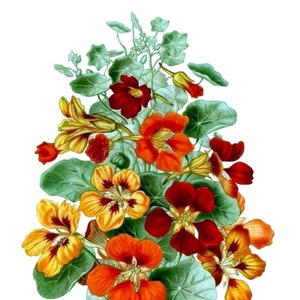 Kapuzinerkresse Blume leere Anmerkung Karte handgemachter Feiertags-Geburtstag Danke, dass Sie Einladung