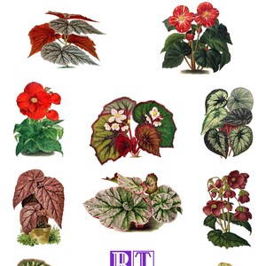 Collection vintage bégonia n°1 victorien édouardien Saint-Valentin anniversaire amour cartes de correspondance vierges remise des diplômes merci guérissez