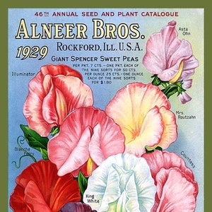 Carte de correspondance vierge de fleurs de pois de senteur fait main