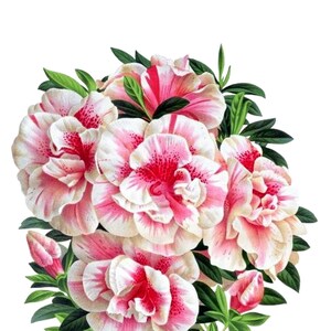 Cartão de nota em branco com flores de azáleas, dia das mães, páscoa, feito à mão, primavera, aniversário, obrigado