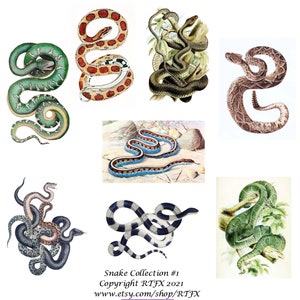 Snake Collection #1 Vintage Bild Blanko Karte Handgemacht Reptil Geburtstag 10 Designs Danke
