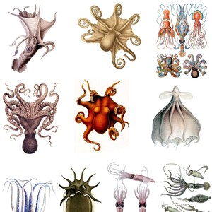 Collezione Cefalopodi Numero 2 Cartoline vergini fatte a mano 10 cartoline Laurea Compleanni Fatte a mano Grazie
