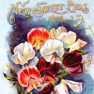 Carte de correspondance vierge de fleurs de pois de senteur fait main