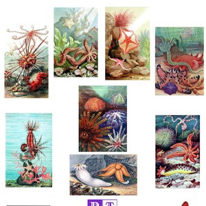 Échinodermes oursins étoiles concombres image vintage cartes vierges faites à la main histoire naturelle anniversaire victorien édouardien Merci