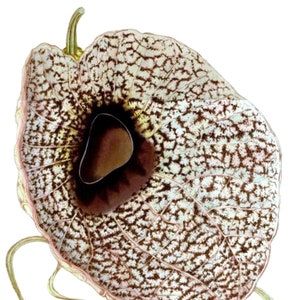 Carte de correspondance vintage Aristolochia, jardin édouardien victorien, anniversaire fait main, merci