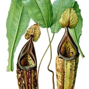 Nepenthes Curtisi Superba Vintage Imagem Cartão de Nota em Branco Planta Carnívora Aniversário Obrigado