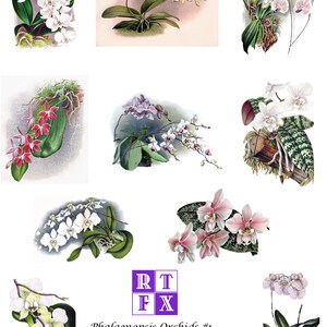 Collection d'orchidées Phalaenopsis #1 lot de 10 cartes vierges Images vintage faites main anniversaire printemps jardin Merci rétablissement