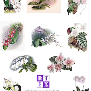 Collection d'orchidées Phalaenopsis #1 lot de 10 cartes vierges Images vintage faites main anniversaire printemps jardin Merci rétablissement