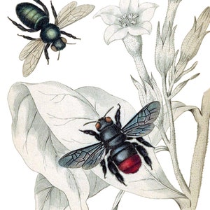 Carte de correspondance vierge abeilles Nature insectes Fait main vintage Histoire naturelle Anniversaire Merci