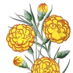Cravo Dianthus Flor Vintage Imagem Em Branco Cartão De Nota Feito À Mão Jardim De Férias Aniversário Obrigado