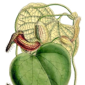 Carte de correspondance vintage Aristolochia, jardin édouardien victorien, anniversaire fait main, merci