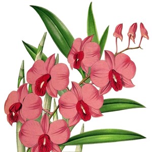 Carte de correspondance vierge dendrobium orchidée vintage fleur de jardin printemps saint valentin anniversaire bal fait main merci rétablissement