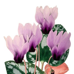 Carte de correspondance vierge image vintage fleurs de cyclamen fait main vacances anniversaire merci