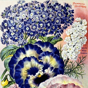 Mammouth vintage héliotrope et pensées jardin catalogue carte de correspondance vierge printemps anniversaire fait main vacances merci
