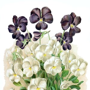 Viola Vintage Imagem Cartão de Nota Vitoriano Edwardian Garden Aniversário Feito à Mão Obrigado