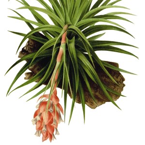 Tillandsia Bromélia Cartão de Nota em Branco Aniversário Páscoa Feito à Mão Primavera Botânico Feriado Obrigado