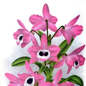 Cartão de nota em branco de orquídea dendrobium vintage flor de jardim primavera dia dos namorados aniversário feito à mão baile obrigado melhoras