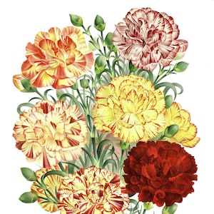 Cravo Dianthus Flor Vintage Imagem Em Branco Cartão De Nota Feito À Mão Jardim De Férias Aniversário Obrigado
