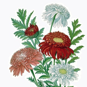 Beau chrysanthème fleurs de printemps carte de correspondance vierge fête des mères Pâques vacances fait main anniversaire Merci