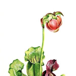 Pichet plante Sarrecenia Purpurea image vintage note carte anniversaire merci rétablissement
