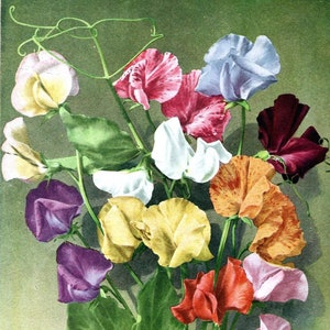 Carte de correspondance vierge de fleurs de pois de senteur fait main