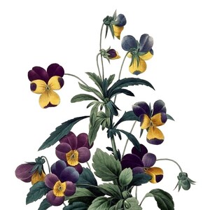 Viola Vintage Imagem Cartão de Nota Vitoriano Edwardian Garden Aniversário Feito à Mão Obrigado