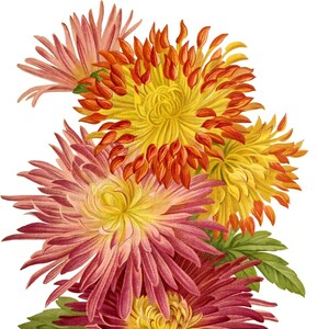 Beau chrysanthème fleurs de printemps carte de correspondance vierge fête des mères Pâques vacances fait main anniversaire Merci