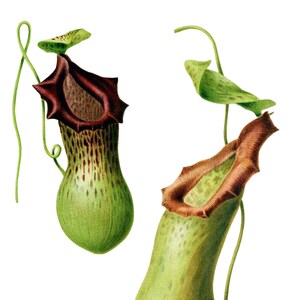 Nepenthes Burkei Superba image vintage carte de correspondance vierge plante carnivore anniversaire Merci