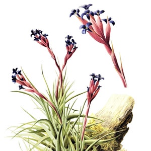 Tillandsia Bromélia Cartão de Nota em Branco Aniversário Páscoa Feito à Mão Primavera Botânico Feriado Obrigado