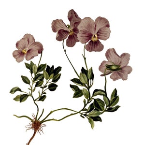 Cartão de agradecimento com imagem vintage Viola, estilo vitoriano eduardiano, jardim, aniversário, feito à mão