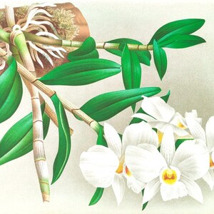 Carte de correspondance vierge dendrobium orchidée vintage fleur de jardin printemps saint valentin anniversaire bal fait main merci rétablissement