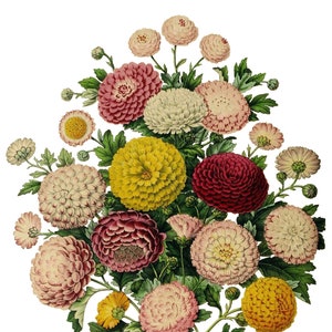 Beau chrysanthème fleurs de printemps carte de correspondance vierge fête des mères Pâques vacances fait main anniversaire Merci