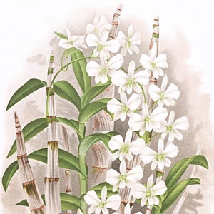 Cartão de nota em branco de orquídea dendrobium vintage flor de jardim primavera dia dos namorados aniversário feito à mão baile obrigado melhoras