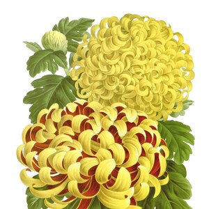 Beau chrysanthème fleurs de printemps carte de correspondance vierge fête des mères Pâques vacances fait main anniversaire Merci