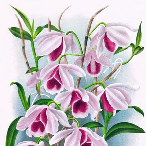 Cartão de nota em branco de orquídea dendrobium vintage flor de jardim primavera dia dos namorados aniversário feito à mão baile obrigado melhoras