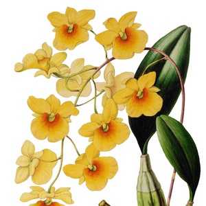 Cartão de nota em branco de orquídea dendrobium vintage flor de jardim primavera dia dos namorados aniversário feito à mão baile obrigado melhoras