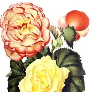 Cartão de nota em branco com flor de begônia, feito à mão, jardim de férias, aniversário, obrigado