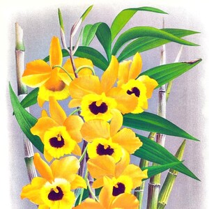Cartão de nota em branco de orquídea dendrobium vintage flor de jardim primavera dia dos namorados aniversário feito à mão baile obrigado melhoras