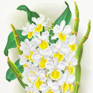 Cartão de nota em branco de orquídea dendrobium vintage flor de jardim primavera dia dos namorados aniversário feito à mão baile obrigado melhoras