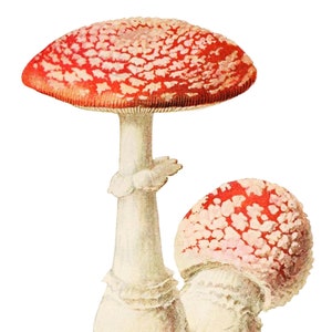 Amanita Rubescens, comm. Carte de correspondance vierge champignon champignon vénéneux Remise des diplômes anniversaire printemps fait main vacances merci
