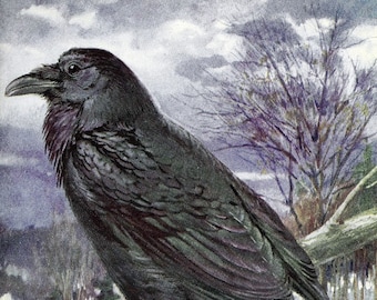 Vintage Raven Illustration Card, Bird Natural History Blank Card