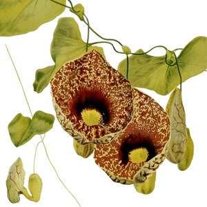 Carte de correspondance vintage Aristolochia, jardin édouardien victorien, anniversaire fait main, merci