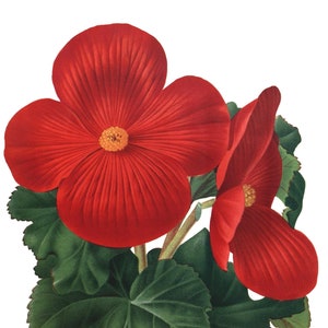 Carte de correspondance vierge fleur de bégonia fait main pour les fêtes, jardin, anniversaire, merci