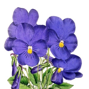 Viola Vintage Imagem Cartão de Nota Vitoriano Edwardian Garden Aniversário Feito à Mão Obrigado