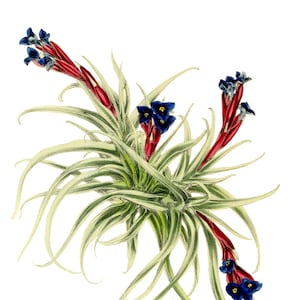 Tillandsia Bromeliad Blank Note Card Birthday Easter Handmade Spring Botanical Holiday Thank You