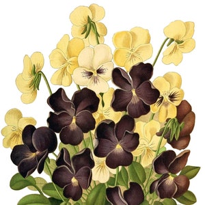 Viola Vintage Imagem Cartão de Nota Vitoriano Edwardian Garden Aniversário Feito à Mão Obrigado