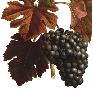 Cartes de correspondance vintage Raisins Fruits Jardin Fête des Mères Récolte d'automne Merci
