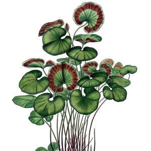 Carte de correspondance vierge fougère vintage fleur de jardin printemps Saint-Valentin anniversaire fait main bal de fin d'année merci rétablissement
