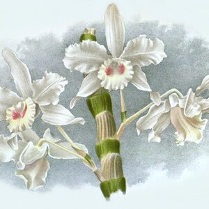 Cartão de nota em branco de orquídea dendrobium vintage flor de jardim primavera dia dos namorados aniversário feito à mão baile obrigado melhoras